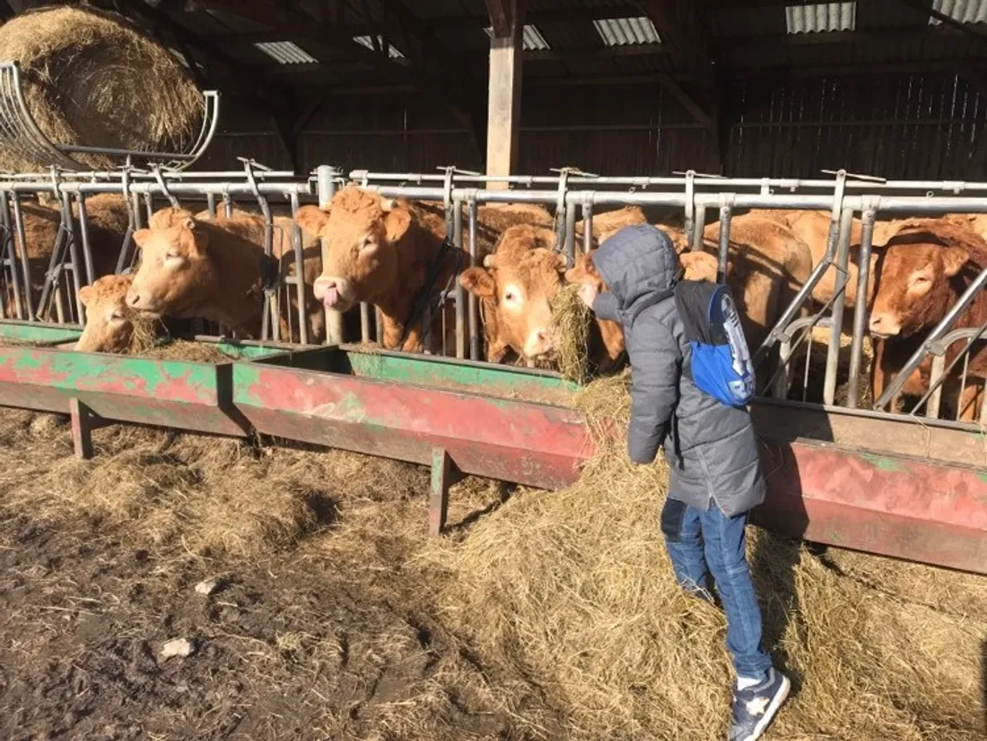 Vache Eure Ville Campagne Vernon classe visite